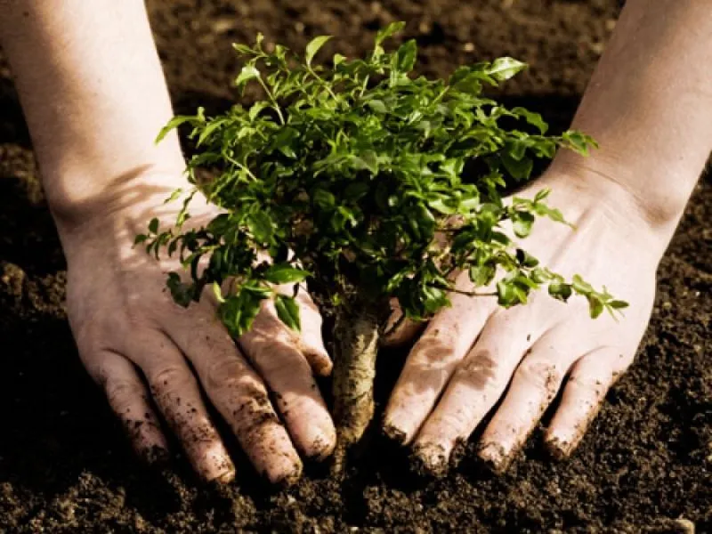 25 000 de arbori și arbuști vor fi plantați pe dealul Cârlomanu