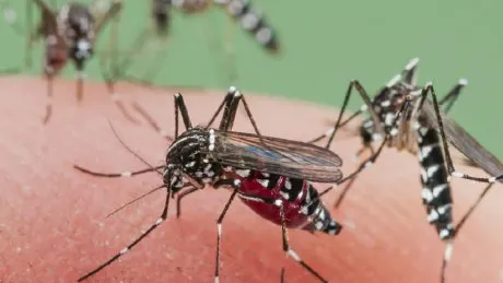 Primul caz de infecție cu virusul West Nile în Neamț