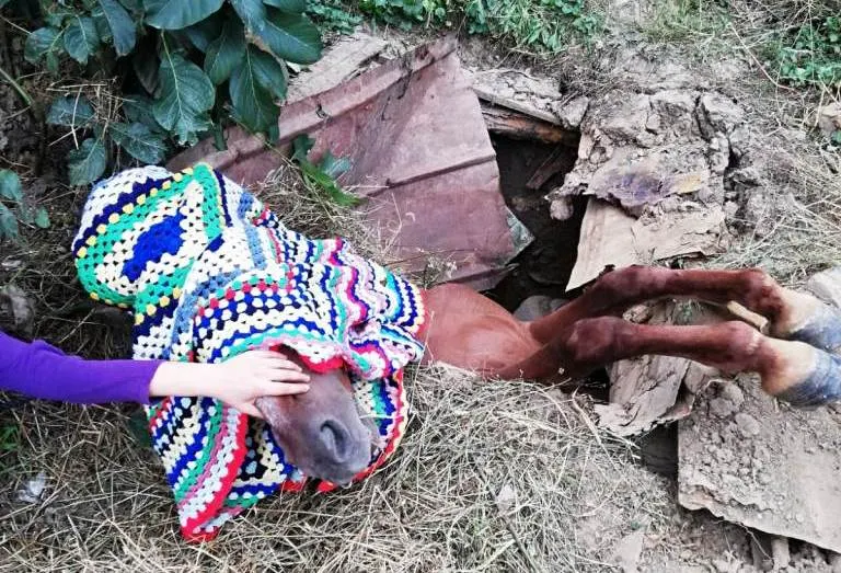 Cal salvat de pompierii nemțeni, după ce a căzut într-un beci (FOTO)