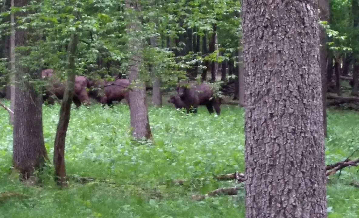 Turma de zimbri din Parcul Natural Vânători-Neamț apără un pui de privirile curioșilor(VIDEO)
