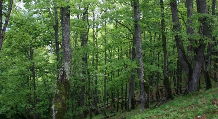 Mircia Gorghiu, socrul unui deputat de Neamț șef peste Fondul forestier al României