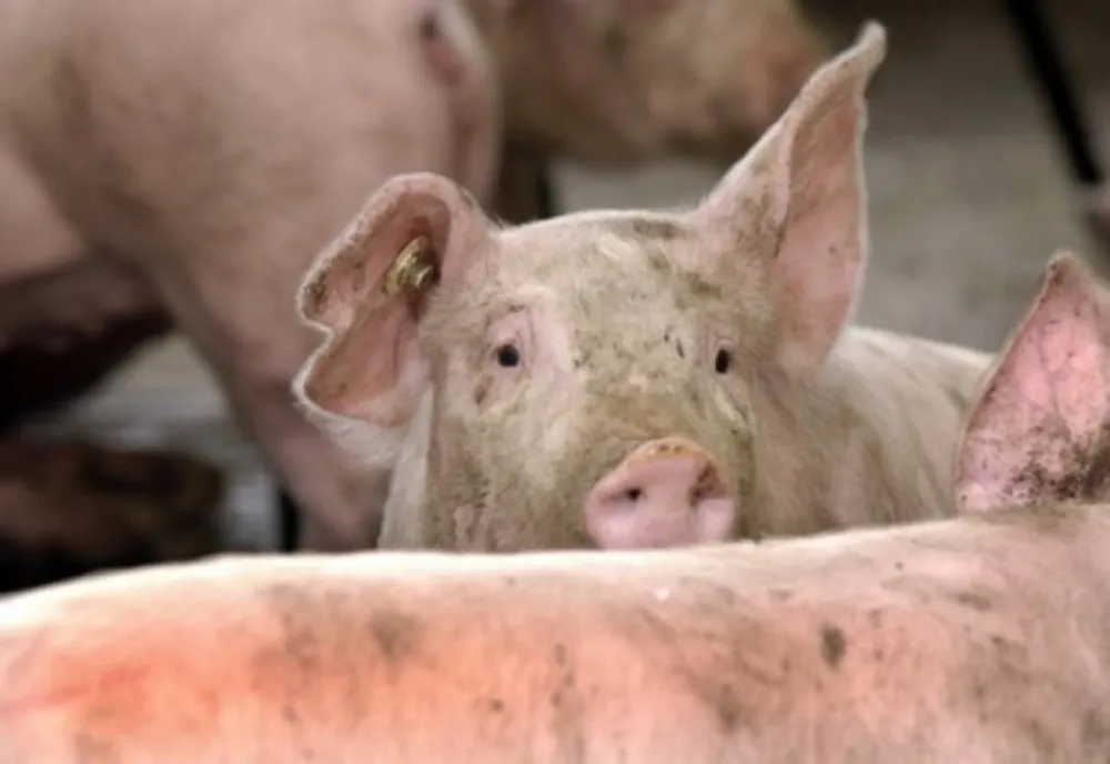 Un nou focar de pestă porcină în Neamț
