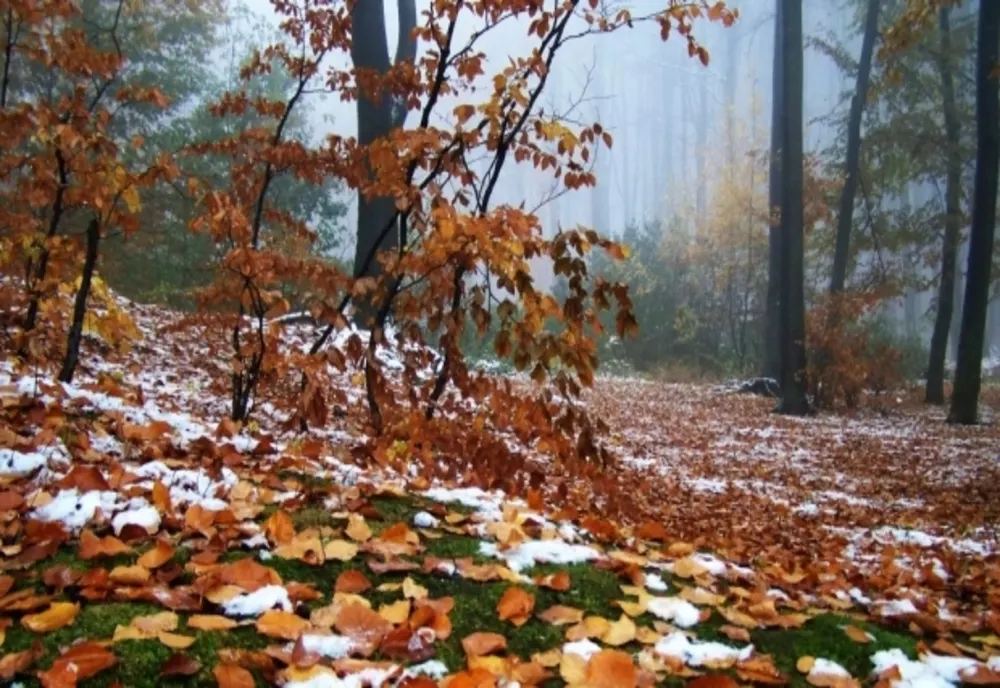 Vreme rece, în Neamț, în ziua alegerilor