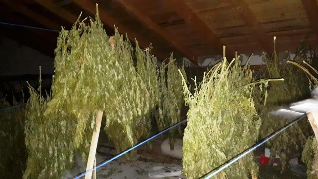 A înființat o cultură de cannabis în Neamț (Galerie FOTO)
