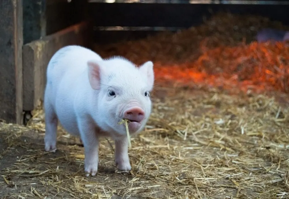 Autoritatea Națională Sanitară Veterinară și pentru Siguranța Alimentelor NU interzice creșterea porcilor în gospodărie