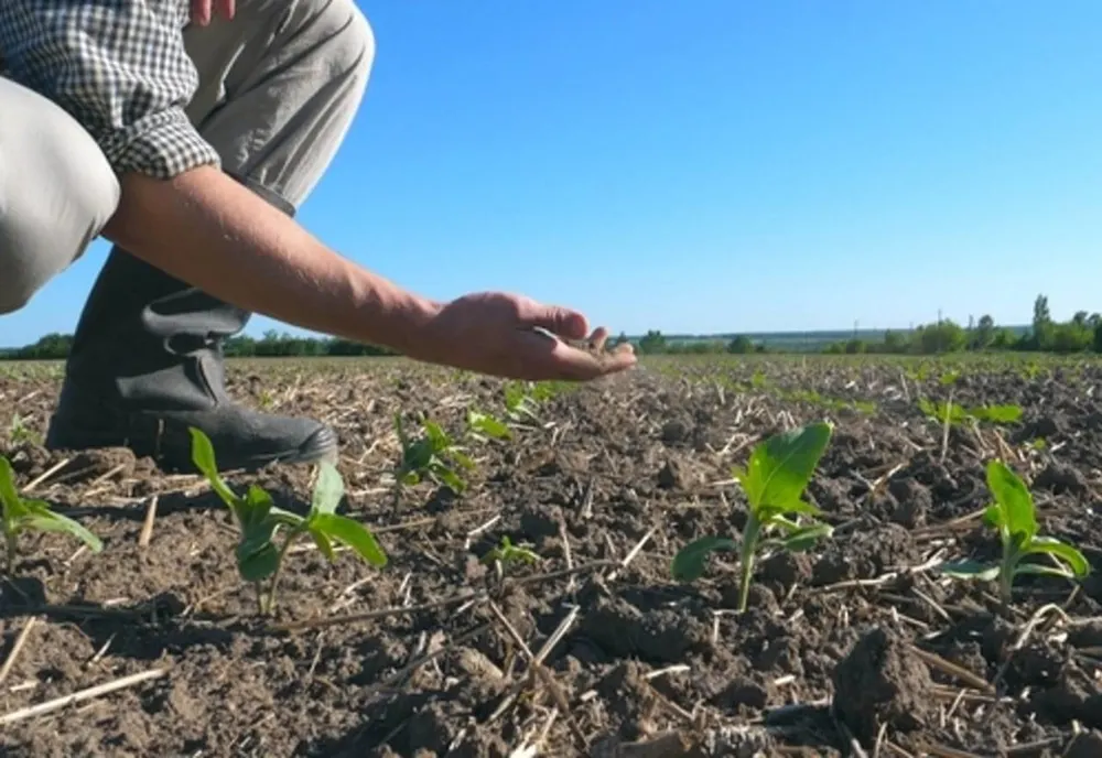 30.000 de fermieri au depus cereri de despăgubiri pentru secetă