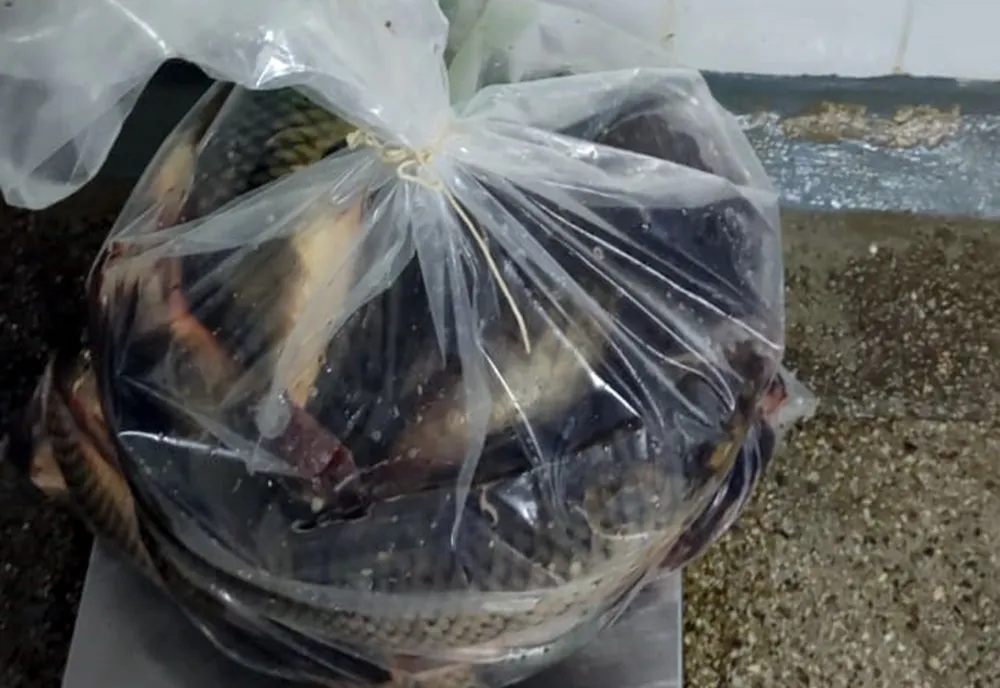 Prinși cu 100 kg de pește la vânzare, fără acte de proveniență
