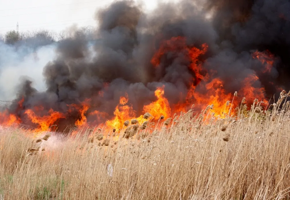 Cinci hectare de vegetație uscată mistuite de un incendiu
