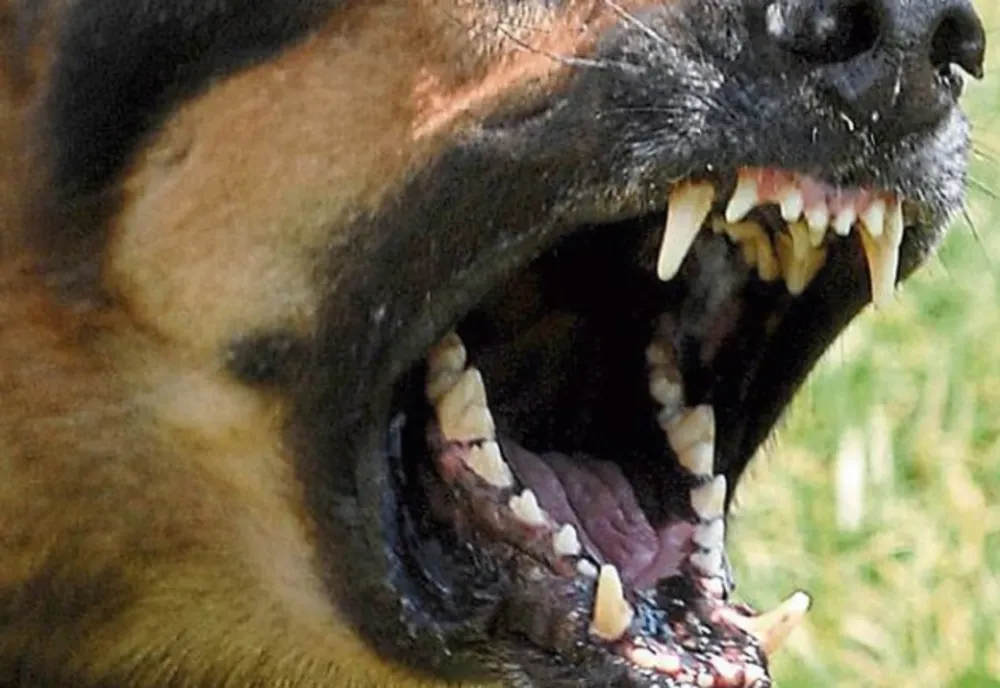 Copil de 7 ani, mușcat de un câine lăsat nesupravegheat. Proprietarul animalului, cercetat penal