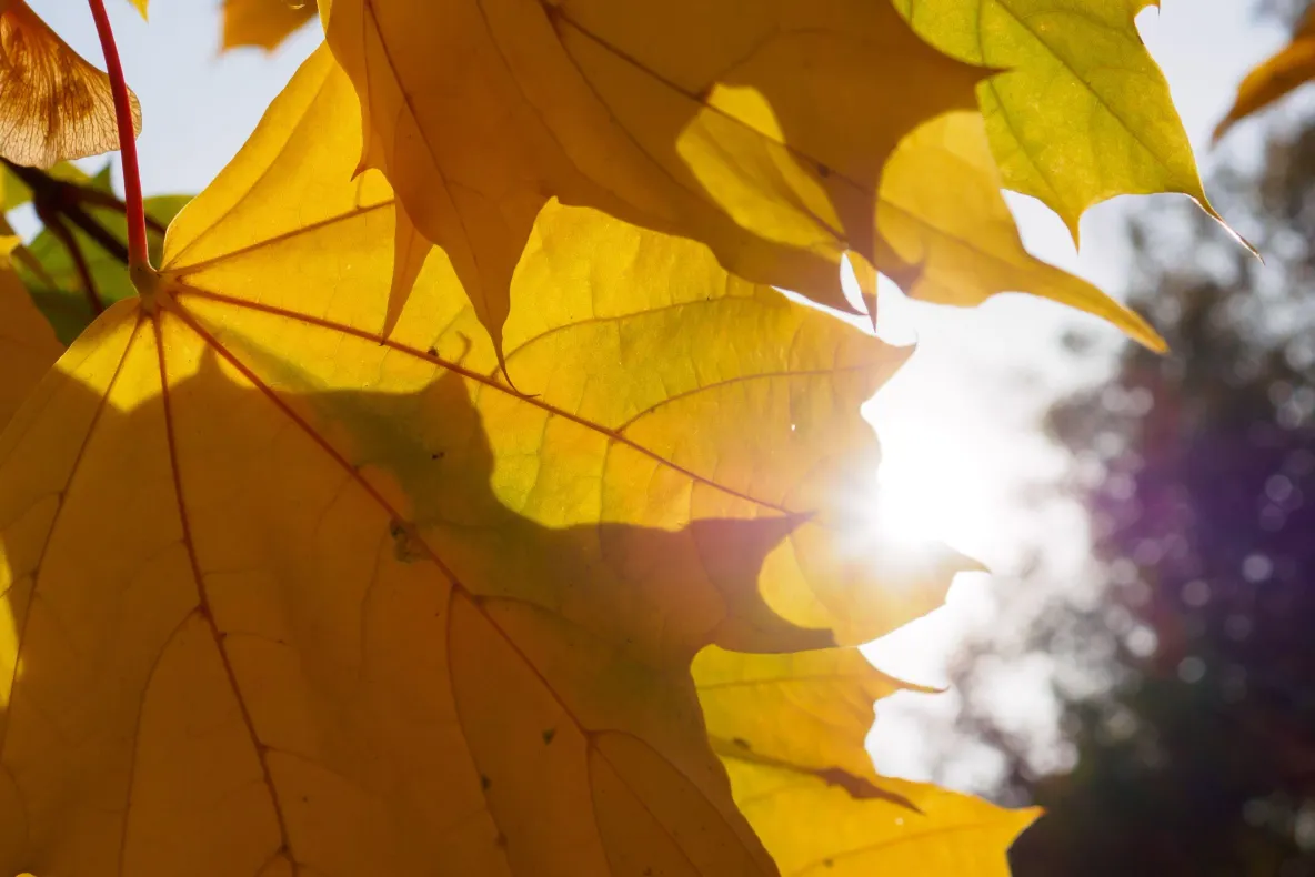 ANM: temperaturi sub media climatologică în toată România până pe 16 noiembrie