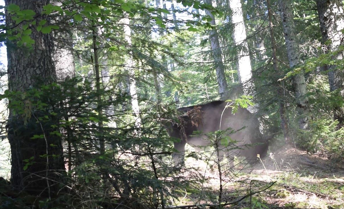 Zimbru filmat încercând să impresioneze turma de femele (VIDEO)