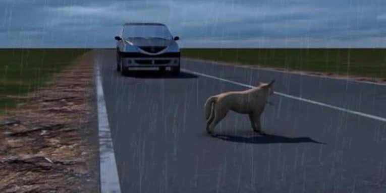 Accident rutier cu trei victime, produs din cauza unui câine