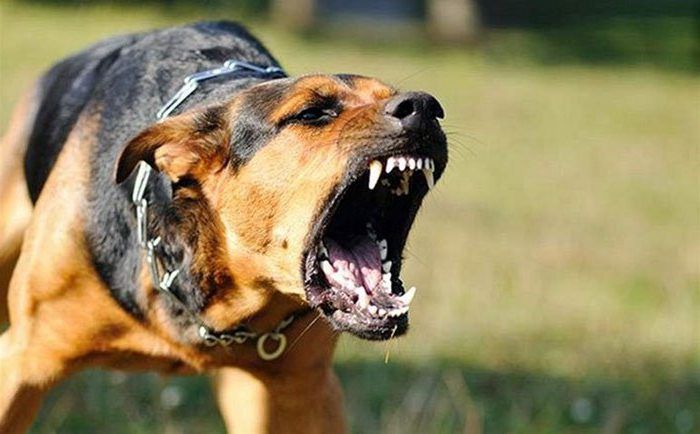 Bărbat atacat de doi câini periculoși