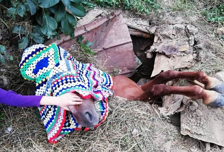 Cal căzut într-un cămin de apă, salvat de pompieri