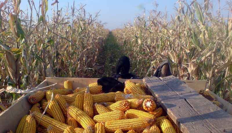 Bătută de hoțul care i-a furat porumbul