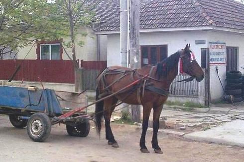Căruțaș reținut după o tâlhărie la o vulcanizare din Târgu-Neamț