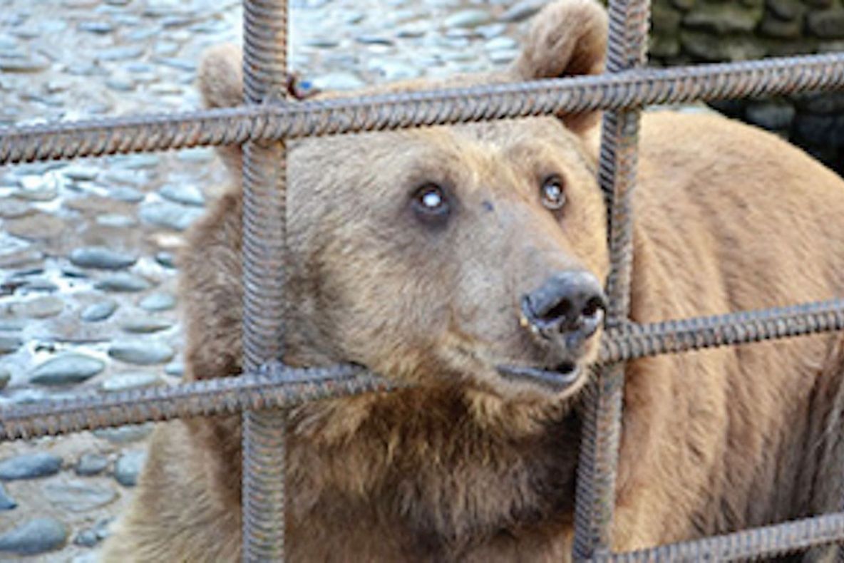 Ursul de la Rezervația de Zimbri din Neamț, mutat din cușcă în rezervaţia Libearty Zărneşti