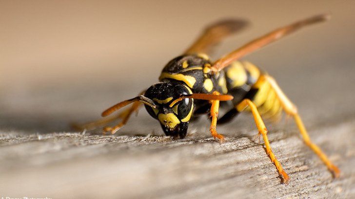 În stare gravă la spital după ce a fost înțepat de o viespe