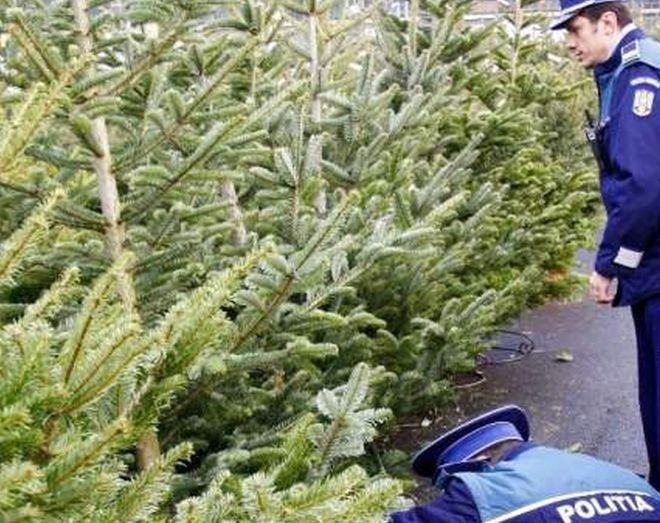 Infracțiuni de sezon, comercializarea de pomi de Crăciun fără documente