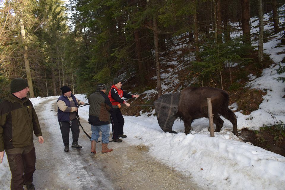 Zimbru salvat după ce a căzut într-un șanț (FOTO)