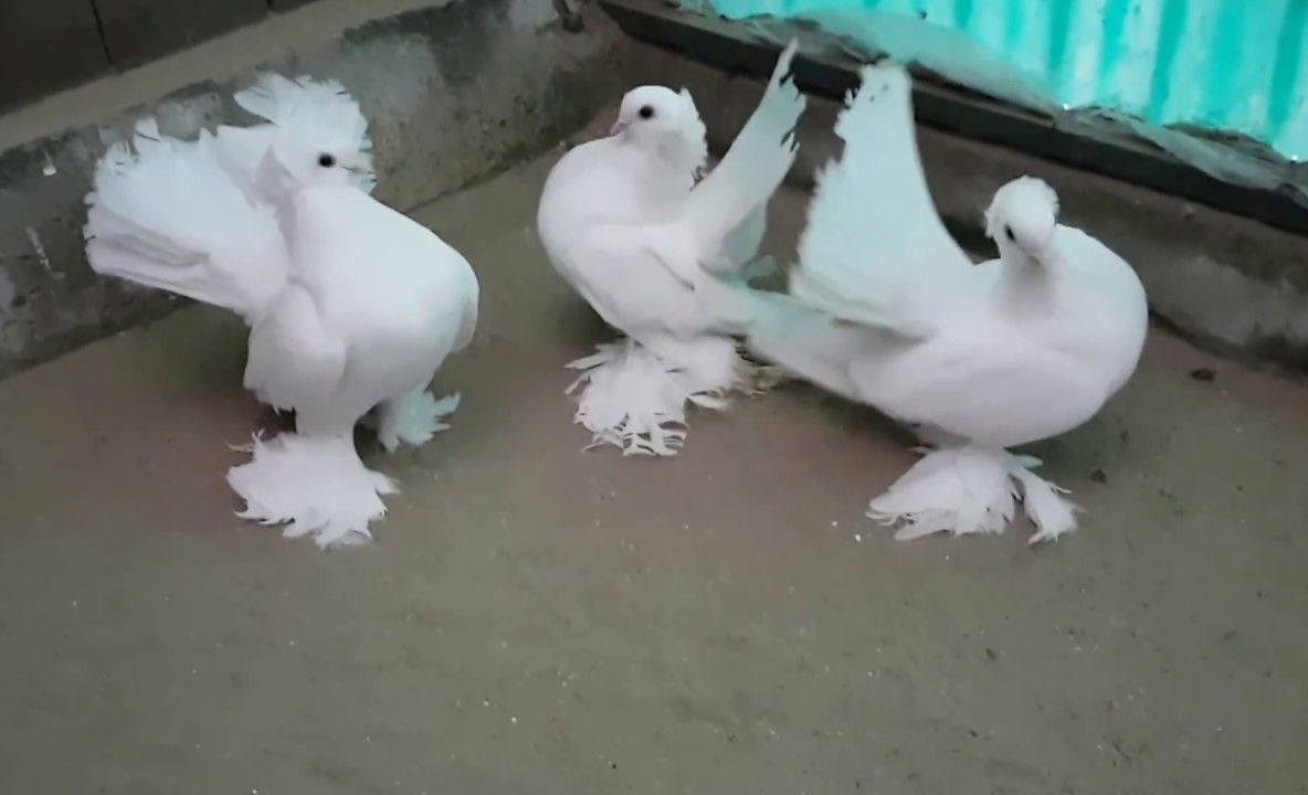 Incendiu anexă și litiera de la fondul forestier la Scăricica (VIDEO)