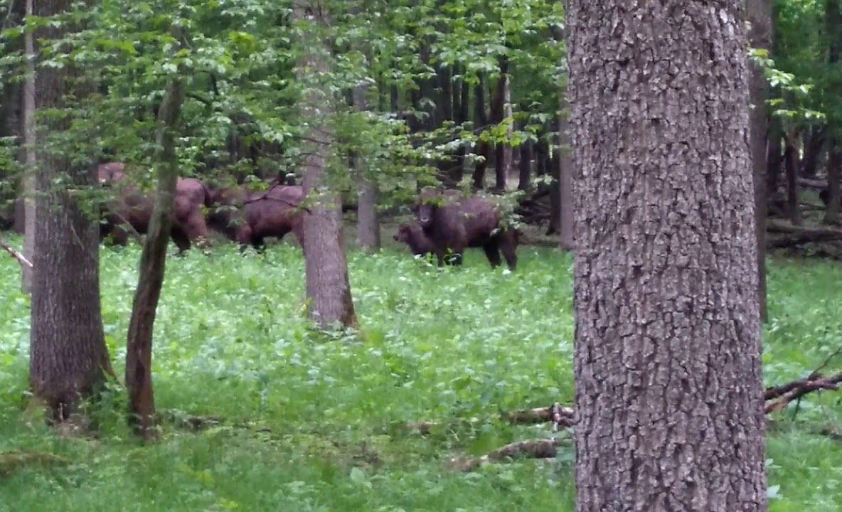 Turma de zimbri din Parcul Natural Vânători-Neamț apără un pui de privirile curioșilor(VIDEO)