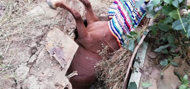 Animale, salvate de pompierii nemțeni