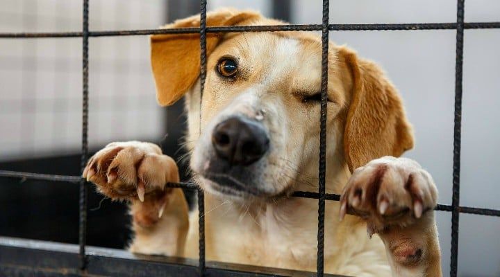 Alege-ți un prieten la Târgul de adopții din Piatra-Neamț!