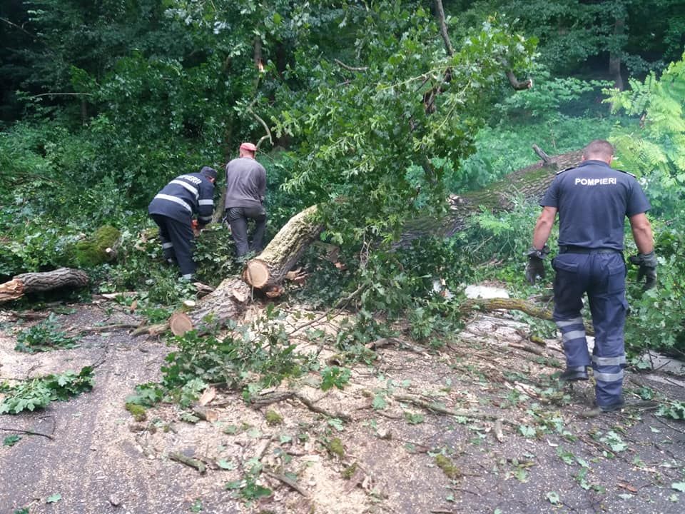 Un copac rupt de furtună a blocat circulația pe ambele sensuri (FOTO)
