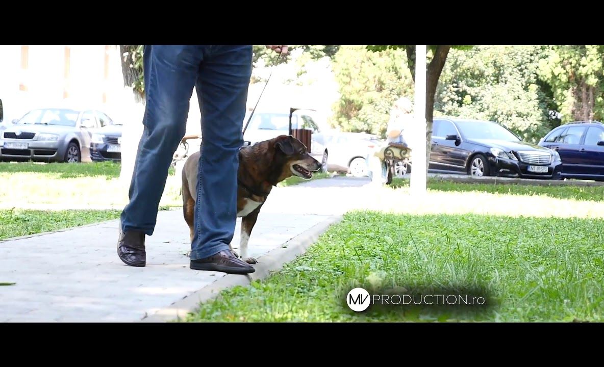 ”Trebuie să strângi după câinele tău!”-campania de conștientizare #pentruRoman