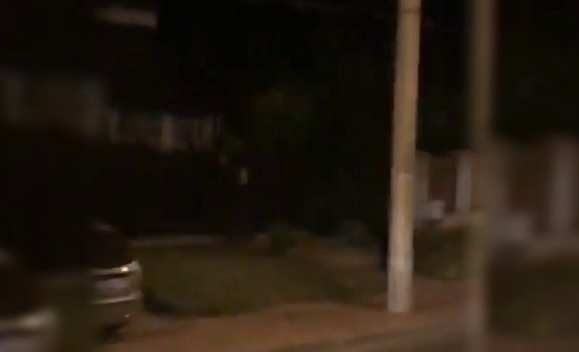 Urs filmat pe o stradă din Piatra-Neamț. Reacția Prefecturii (VIDEO)