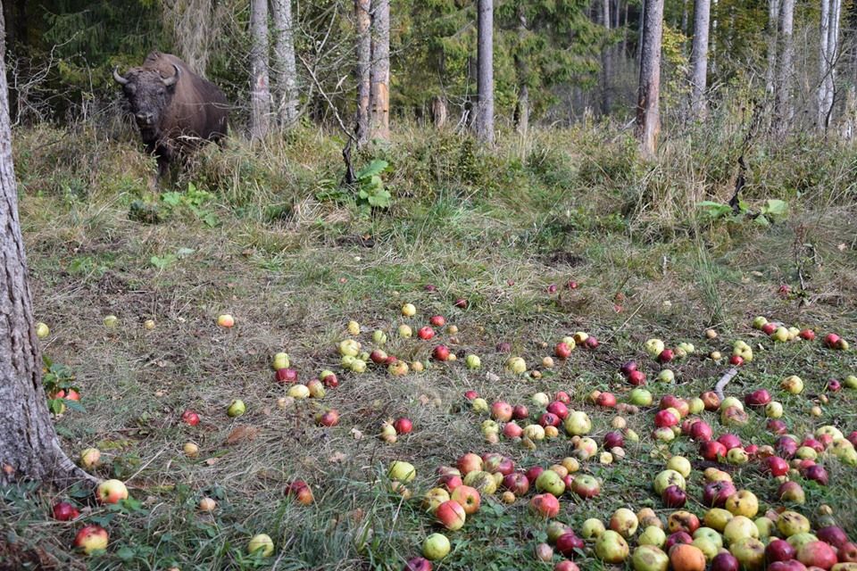 Campania ”Ana are mere...” a făcut  până acum aproximativ 50 de zimbri fericiți