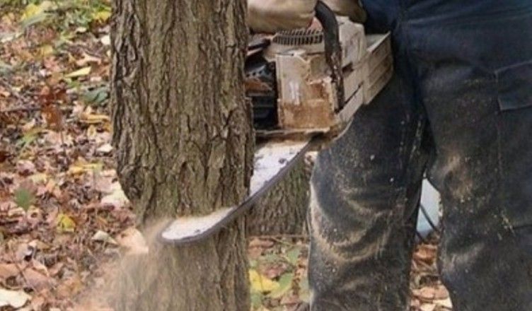 Ucis de creanga unui copac pe care-l tăia