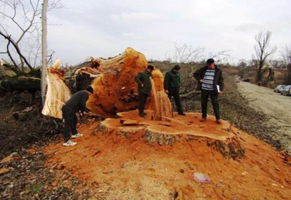 Tăieri ilegale în Neamț: 14 arbori seculari, culcați la pământ