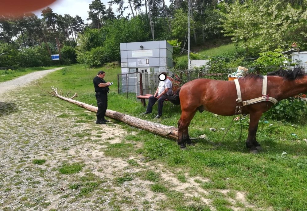 Prins cu un buștean furat din zona Pârtiei Cozla (FOTO)