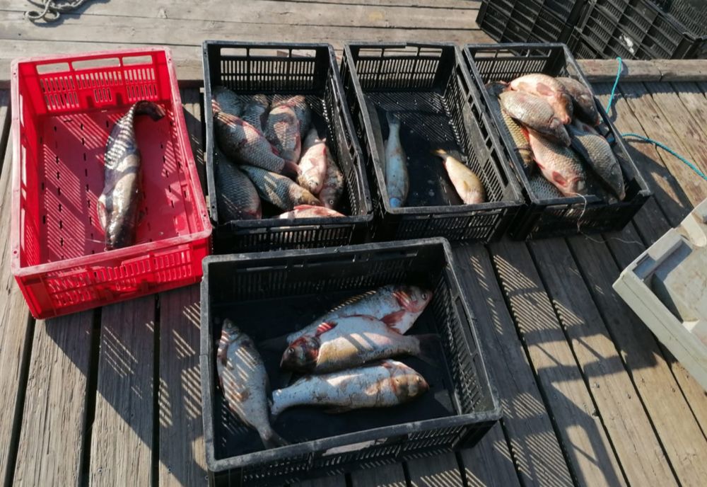 Doi nemțeni au fost prinși de polițiștii de frontieră din Tulcea cu 44 de kilograme de caras și 10 kilograme de icre pentru care nu aveau documente legale (FOTO)