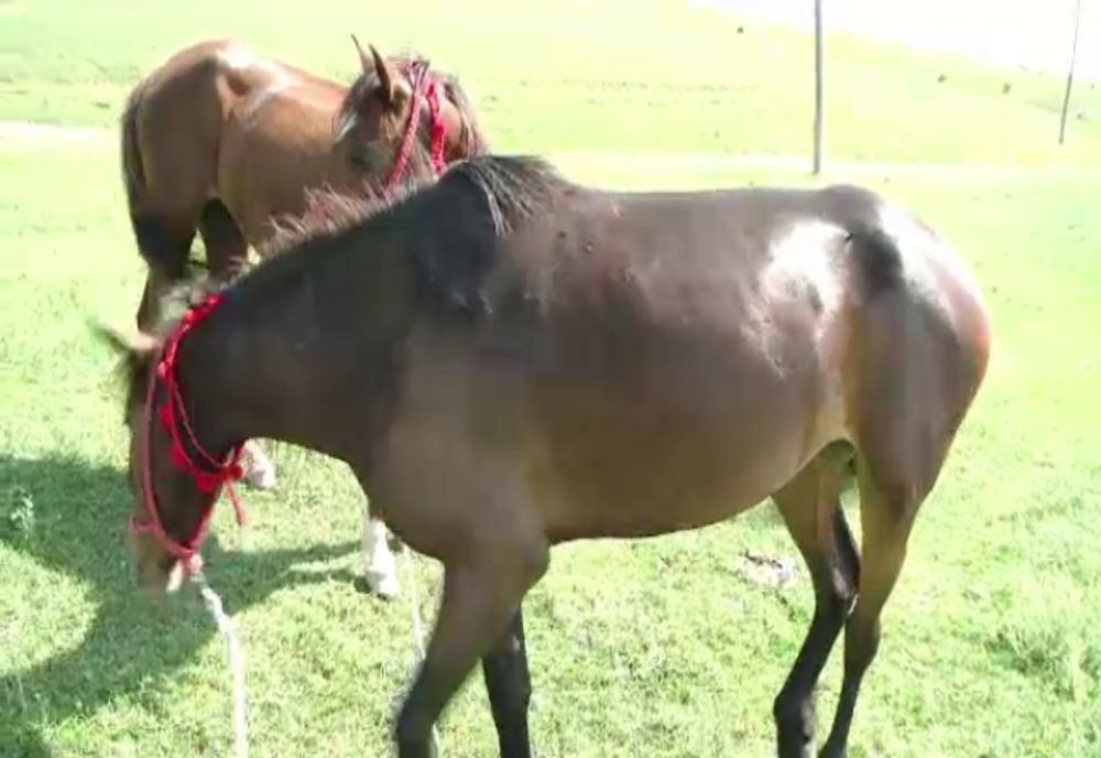 Hoți de cai prinși, cabalinele recuperate și predate proprietarilor