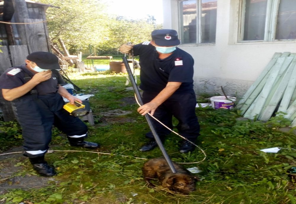 Cățel, salvat de pompieri dintr-o toaletă!