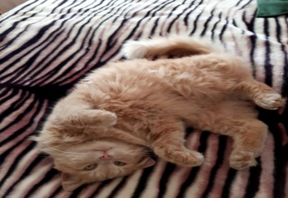 Flelix, motănelul furat de la Zoo, a fost înapoiat