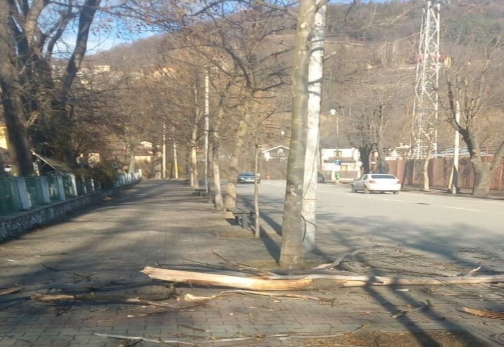 Castanii din Piatra-Neamț  care pot afecta siguranța traficului pietonal și rutier vor fi tăiați