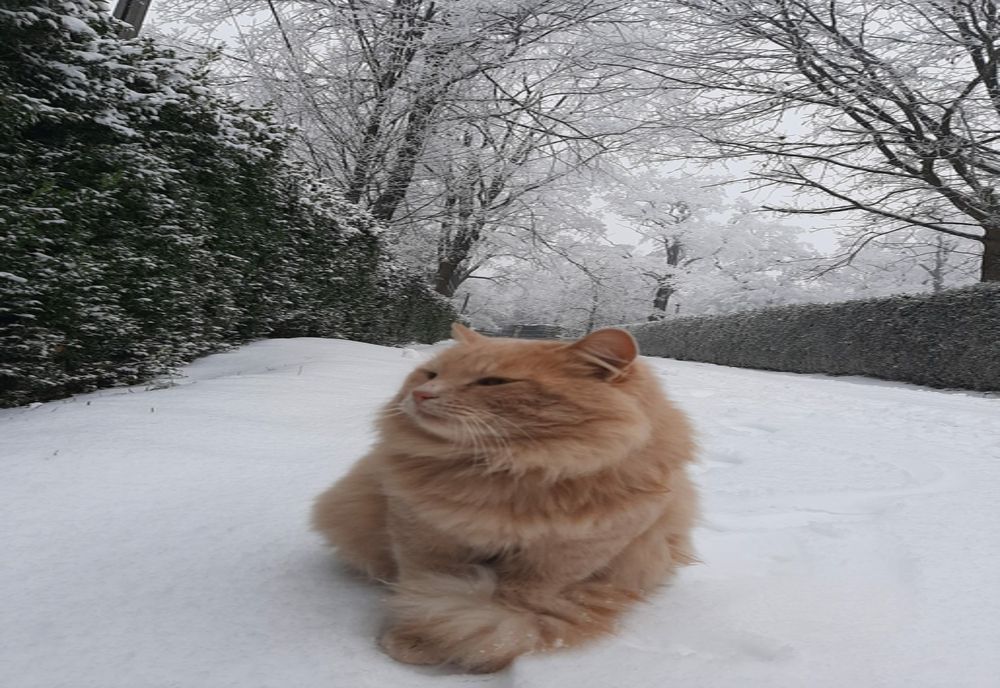 Au furat pisica din Grădina Zoologică Dragoș Vodă. Hoții, somați să o aducă înapoi