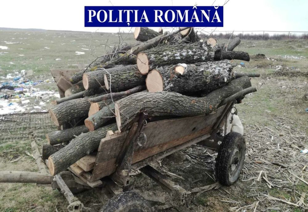 Tăieri ilegale de lemn:  focuri de armă pentru prinderea unor indivizi certați cu legea 