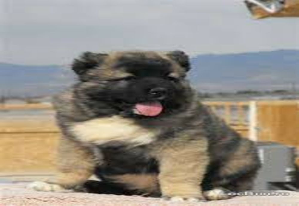 Un ciobnesc caucazian furat și vândut în Iași a fost restituit proprietarului