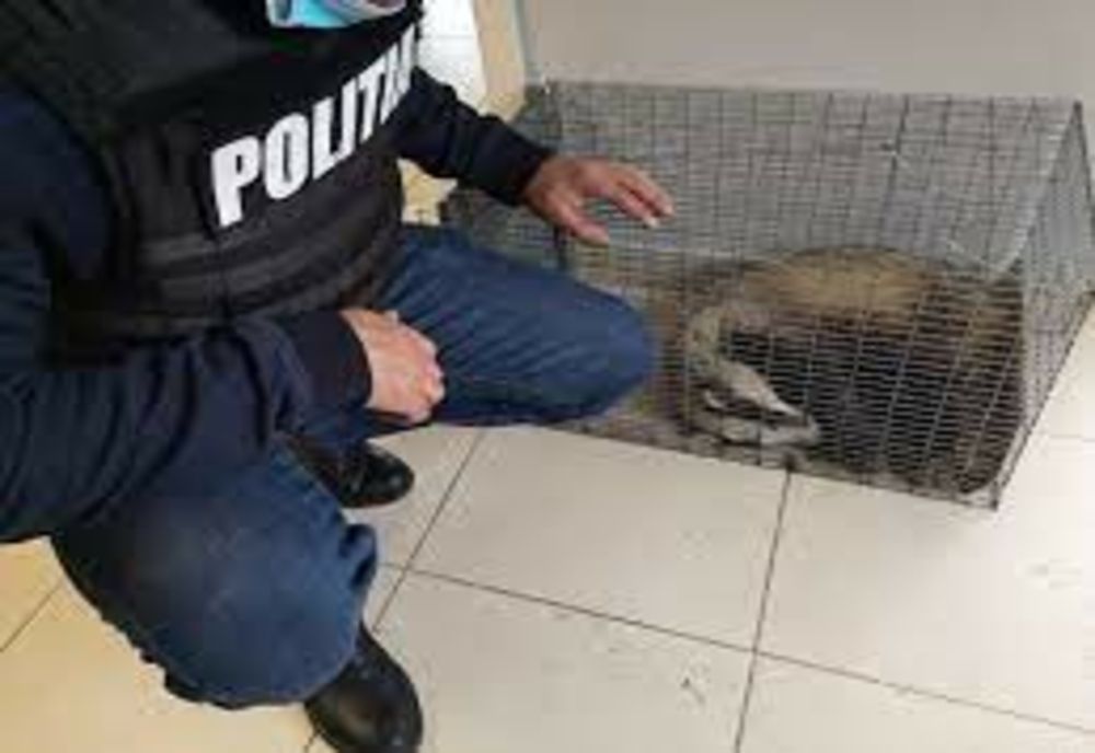 Bursucul salvat din subsolul unui bloc din Piatra-Neamț a fost eliberat (VIDEO)