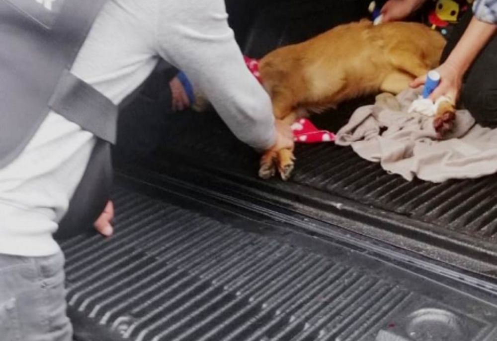 Căprioara salvată de pompieri din canalul Bistrița