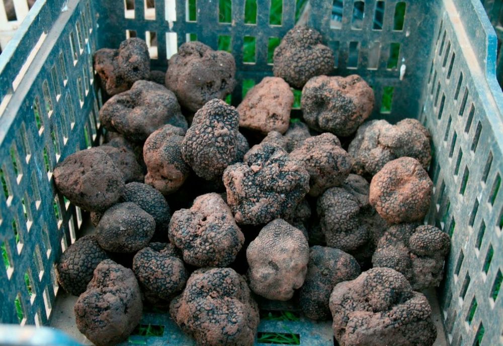 Patru kilograme de trufe recoltate fără autorizaţie, confiscate de poliţiştii din Neamț