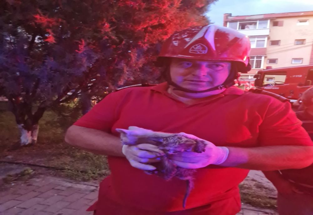 Pui de pisică salvați dintr-un incendiu izbucnit la un apartament în Piatra-Neamț