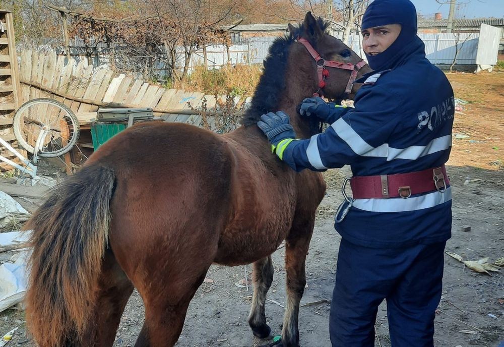 Cal salvat de pompieri după ce a căzut într-un beci