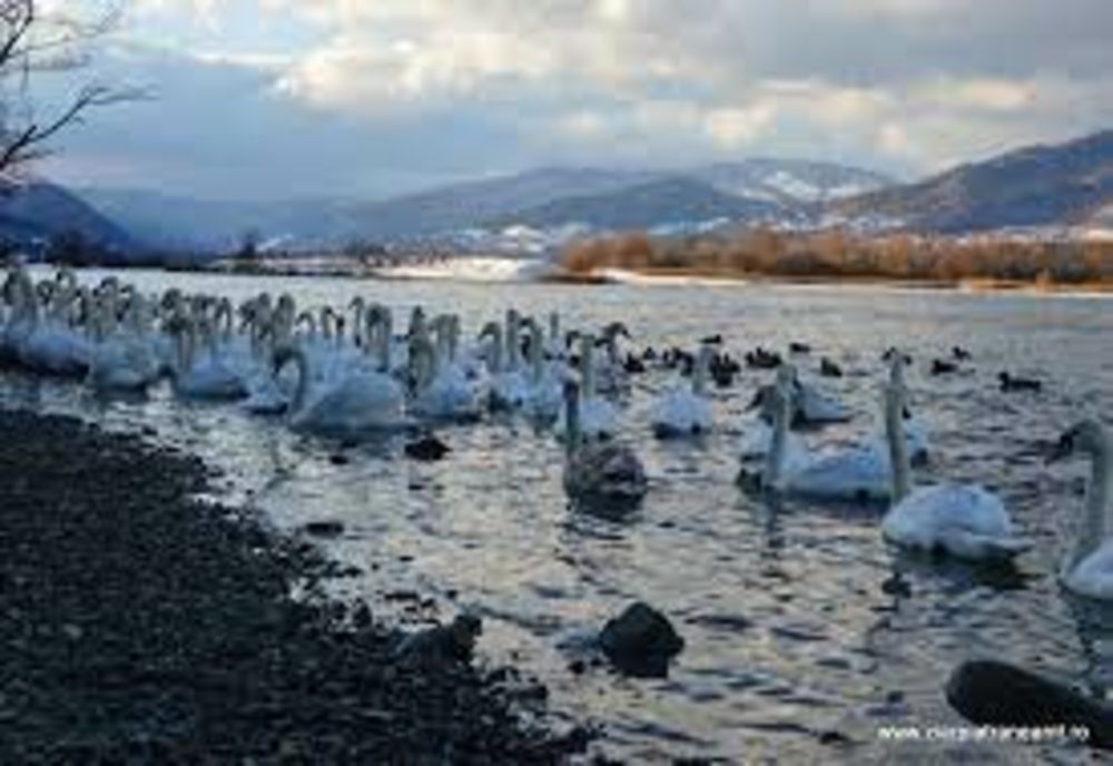 Virusul influenței aviare, confirmat la două lebede de pe Lacul Bâtca Doamnei