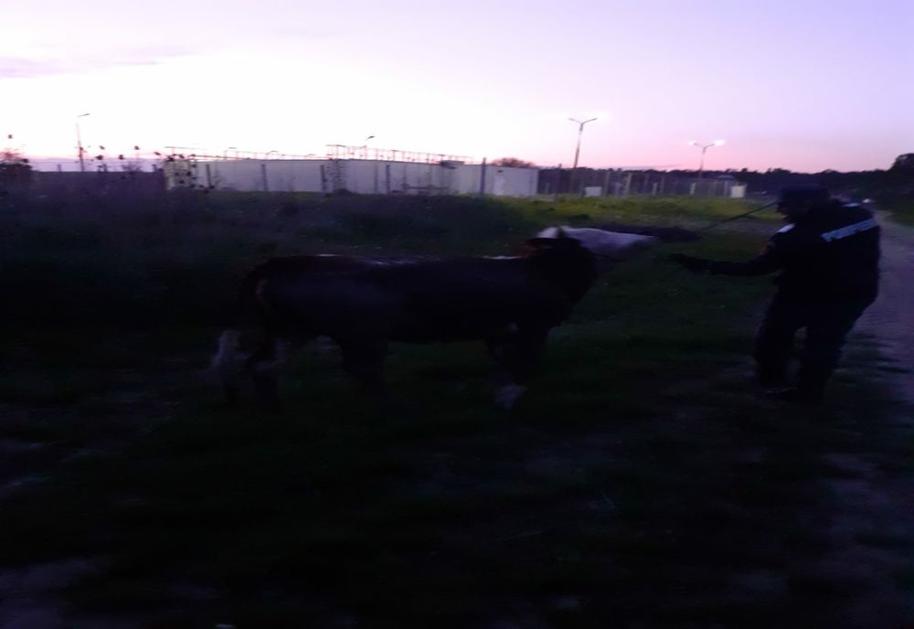 Văcuță, salvată de pompieri! Unde a rămas blocată